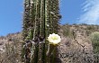 Vista previa de Echinopsis pasacana