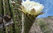 Vista previa de Echinopsis pasacana