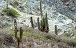 Anteprima di Echinopsis pasacana