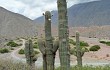 Vista previa de Echinopsis pasacana