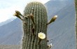 Preview photo Echinopsis pasacana