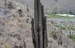 Preview photo Echinopsis pasacana