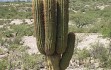 Preview photo Echinopsis terscheckii