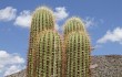 Anteprima di Echinopsis terscheckii