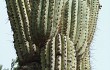 Preview photo Echinopsis terscheckii