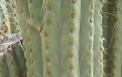 Anteprima di Echinopsis terscheckii