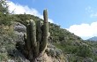 Preview photo Echinopsis terscheckii