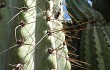 Preview photo Echinopsis terscheckii