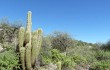 Anteprima di Echinopsis terscheckii