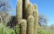 Vista previa de Echinopsis terscheckii