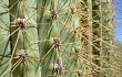 Preview photo Echinopsis terscheckii