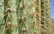 Anteprima di Echinopsis terscheckii