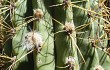 Preview photo Echinopsis terscheckii