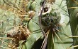 Preview photo Echinopsis terscheckii