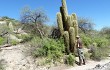 Preview photo Echinopsis terscheckii