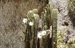 Anteprima di Echinopsis terscheckii