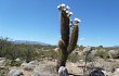 Vista previa de Echinopsis terscheckii