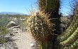 Vista previa de Echinopsis terscheckii