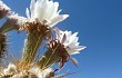 Preview photo Echinopsis terscheckii