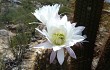 Vista previa de Echinopsis terscheckii