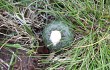 Preview photo Frailea pygmaea