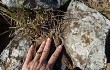 Preview photo Frailea pygmaea