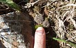 Anteprima di Frailea pygmaea