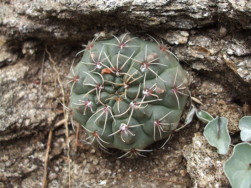 Photograph Gymnocalycium baldianum in habitat
