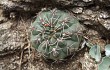 Preview photo Gymnocalycium baldianum