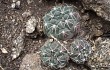 Vista previa de Gymnocalycium baldianum