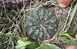 Anteprima di Gymnocalycium baldianum