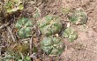 Vista previa de Gymnocalycium denudatum