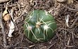 Anteprima di Gymnocalycium denudatum