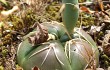 Preview photo Gymnocalycium denudatum