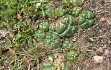 Anteprima di Gymnocalycium denudatum