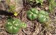 Anteprima di Gymnocalycium denudatum