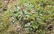 Preview photo Gymnocalycium denudatum