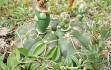 Preview photo Gymnocalycium denudatum