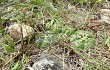 Vista previa de Gymnocalycium denudatum