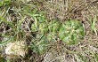 Vista previa de Gymnocalycium denudatum