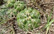 Vista previa de Gymnocalycium denudatum