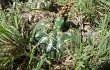 Anteprima di Gymnocalycium denudatum