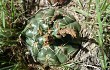 Anteprima di Gymnocalycium denudatum