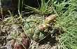 Preview photo Gymnocalycium denudatum