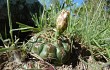 Vista previa de Gymnocalycium denudatum