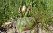 Vista previa de Gymnocalycium denudatum