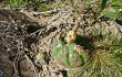 Anteprima di Gymnocalycium denudatum