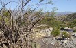 Vista previa de Gymnocalycium saglionis