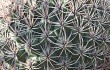 Preview photo Gymnocalycium saglionis