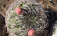 Anteprima di Gymnocalycium saglionis